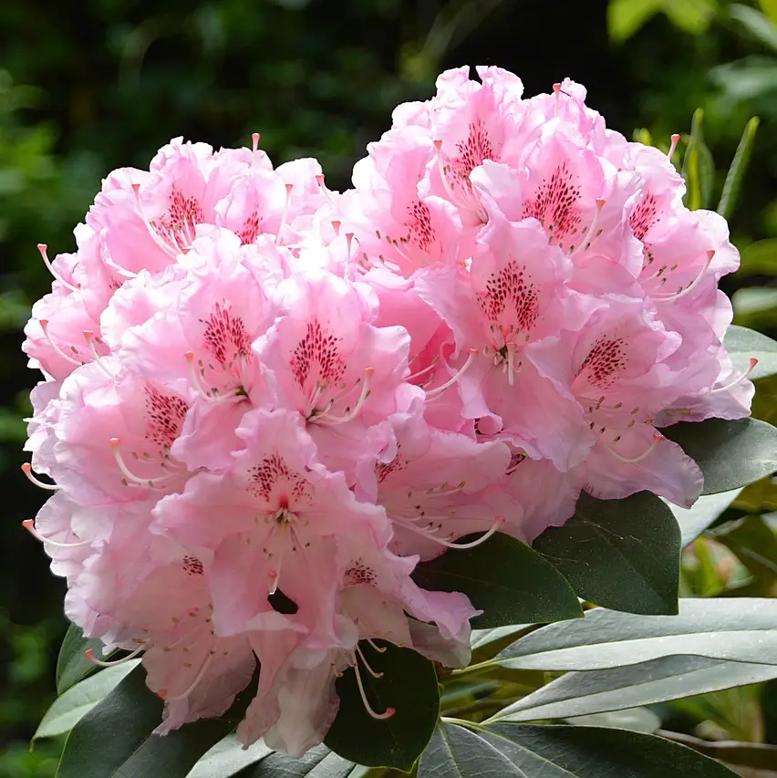 Rododendro