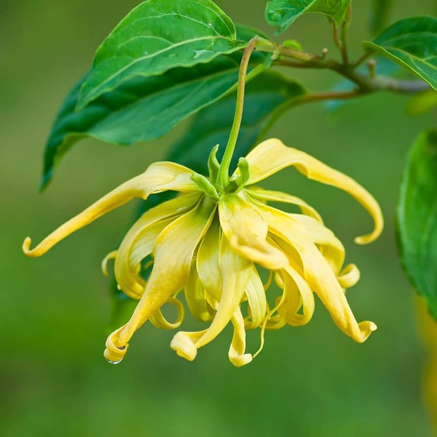 Ylang-ylang